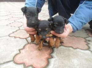 ������ ������ ����������