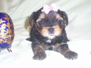 ������ ������ ����������� ������