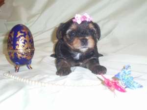 ������ ������ ����������� ������