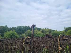 ������ ������ ��������������������� ����������� �������������, ��������, 58681 ���. - ����������