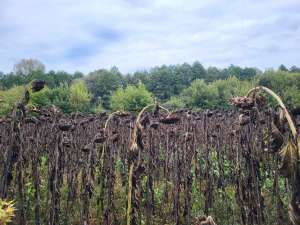 ������ ������ ��������������������� ����������� �������������, ��������, 58681 ���.