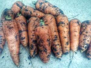 ������ ������� - ����������