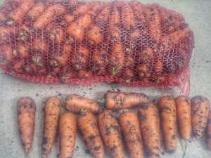 ������ �������