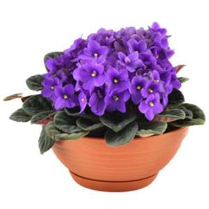 ������ (������� � � �������) - ����������