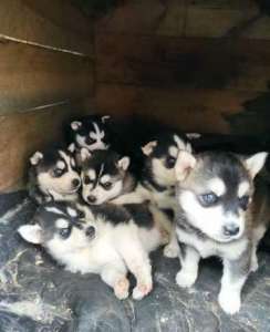 ������ ������� ����� - ����������