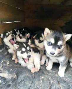 ������ ������� �����