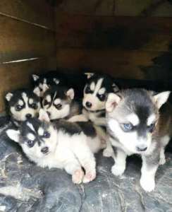 ������ ������� �����