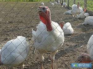 ������ �������. ����� ���-6