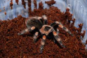 ������ ������� ����� ���� - ����������