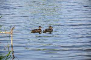 ������ ������� �����. ������ �������� �������, �� ������ 70 ��, 5 �� ����, 6 ������!