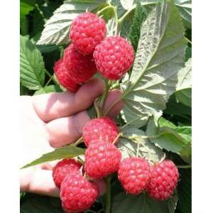 ������ ������� ������ ���� ���� - ����������