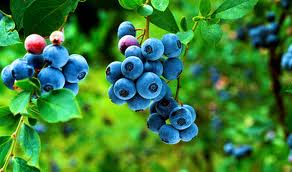 ������ ������� ( ������� ������� )