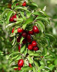 ������ ������� �������� ����������� � �������