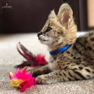 ������ ������� ��������� L'unicorne