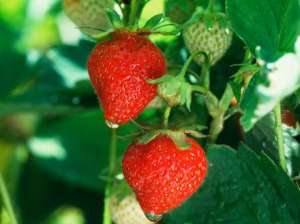 ������ ������� ������������� ��������