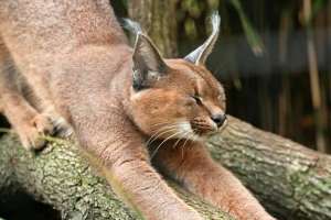 ������ ��������