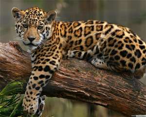 ������ ��������