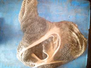 ������ ��������