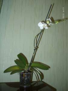 ������ �������� ��� ������� ������� ����������