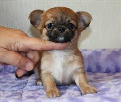 ������ �������� ���� ������