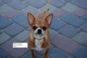 ������ �������� , ����� - ����������