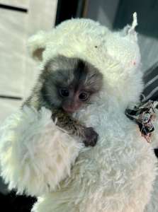 ������ �������� ������� -��������� ���������� ������� ���� ��������