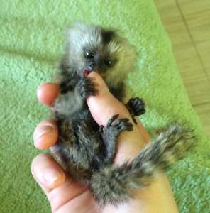 ������ �������� ������� -��������� ���������� ������� ���� ��������