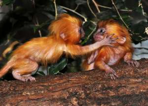 ������ �������� ��������