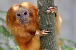 ������ �������� ��������