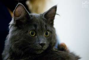 ������ - ��������, �������� ���������