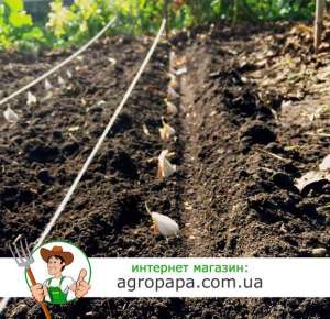 ������ ��������, ��������� � ���������� ������ ���� ���������� �����������(� �������) - ����������