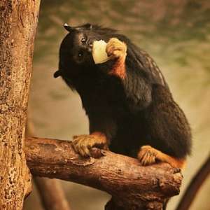 ������ �������� ������������