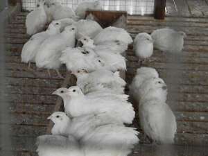 ������ ���������