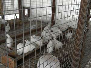 ������ ���������