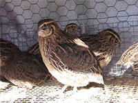 ������ ���������