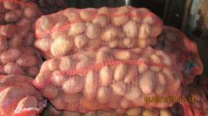 ������ ���������