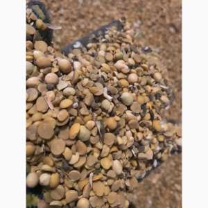 ������ ��������� ��. �������� ���� ����������� - ����������