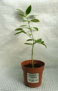 ������ ��������� (��������)