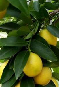 ������ ��������� (��������)