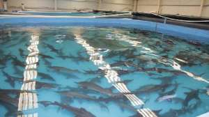 ������ ��������� - ���������� ���������� �������������. ������ - ����������