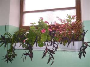 ������ ��������� �������������� � ������� - ����������