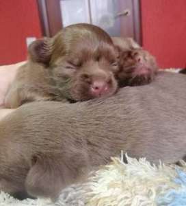 ������ ���������� ������ ��������