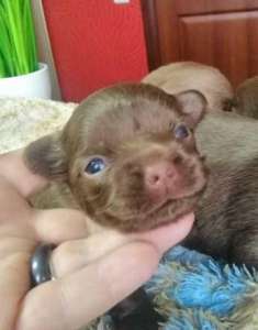 ������ ���������� ������ ��������