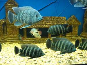 ������ ����������� ����� 5�����