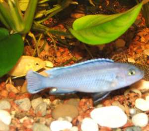 ������ ����������� ������