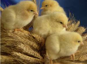 ������ ����������� ������