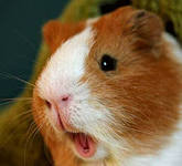 ������ ����������� ������� ������ - ����������