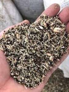 ������ �����������. ��������.