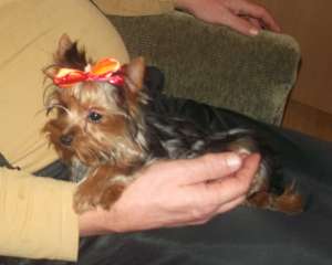 ������ ����������� ��������� ������� - ����������