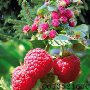 ������ ������������